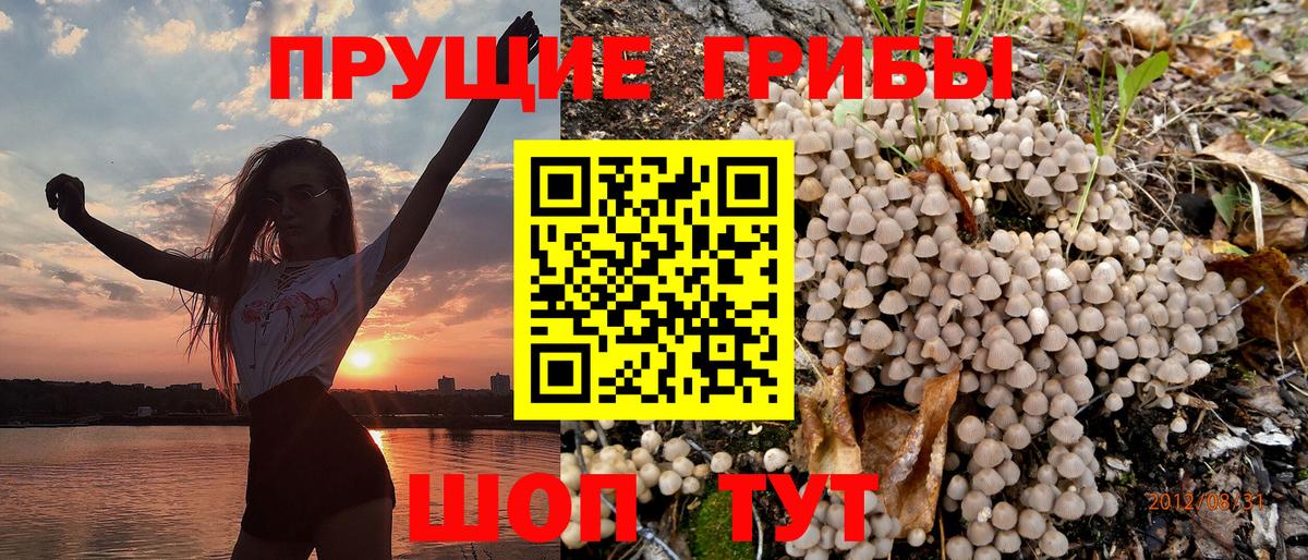 Мончегорск  Галлюциногенные грибы Psilocybe  Вход с VPN 